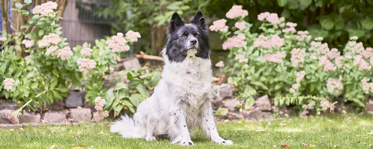 Malibu von der Hünenburg